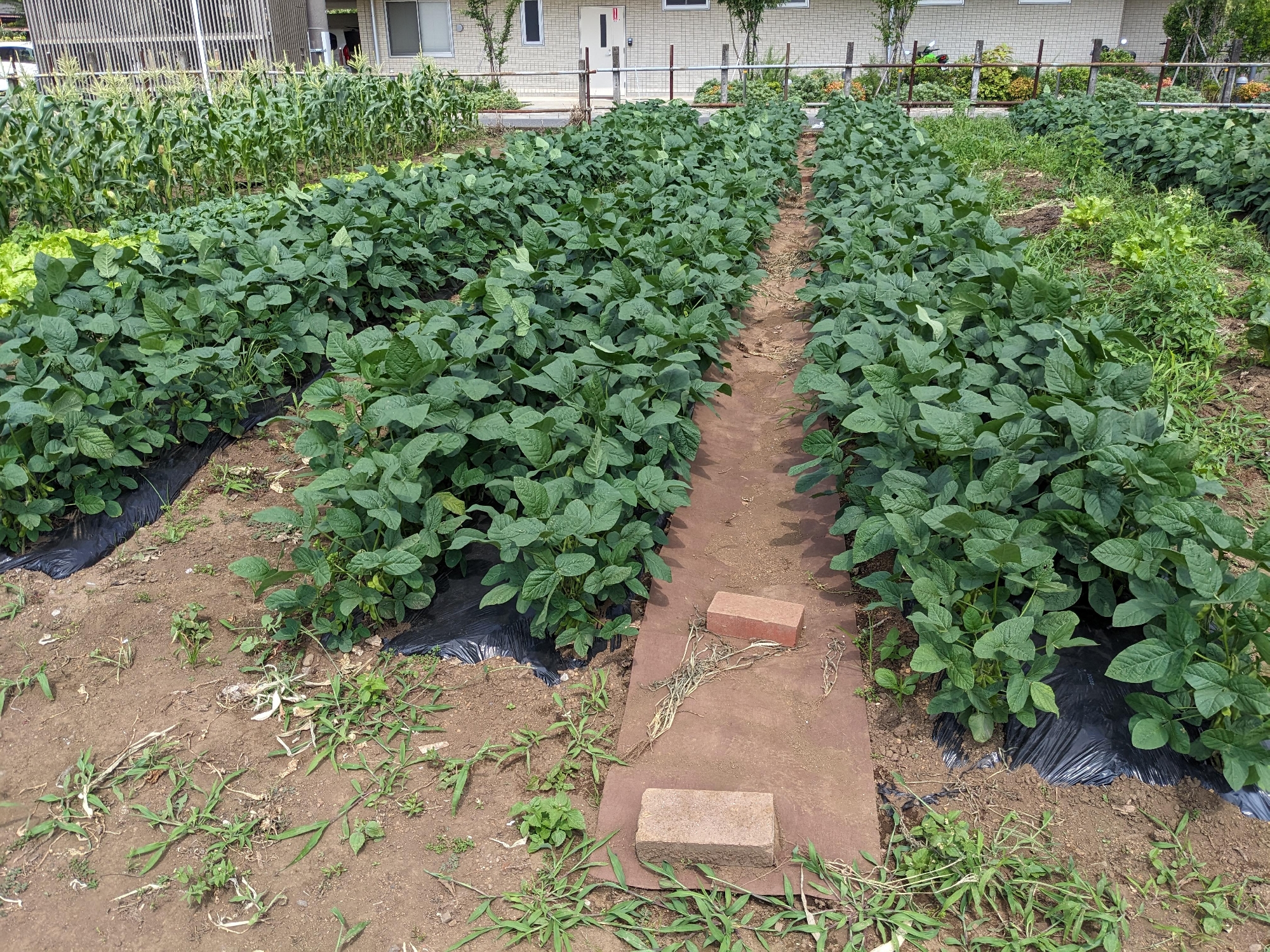 年長さんと年中さんのえだまめ