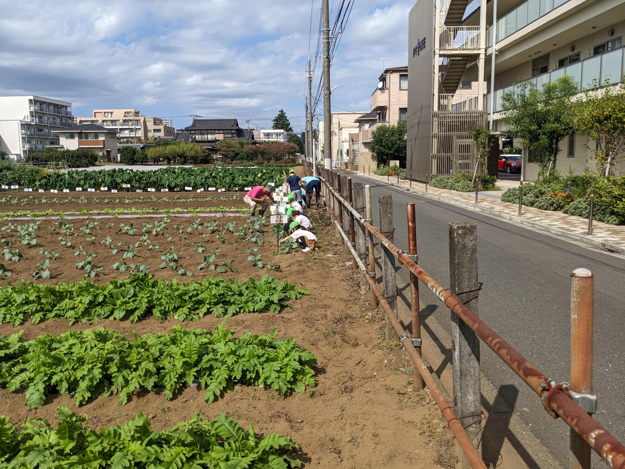 ブロッコリーのお世話