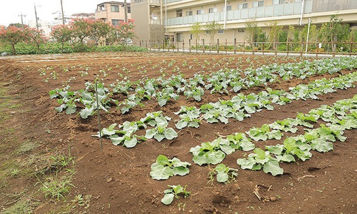 園の近くに畑を借りています 食物を育てる大事さを学びます