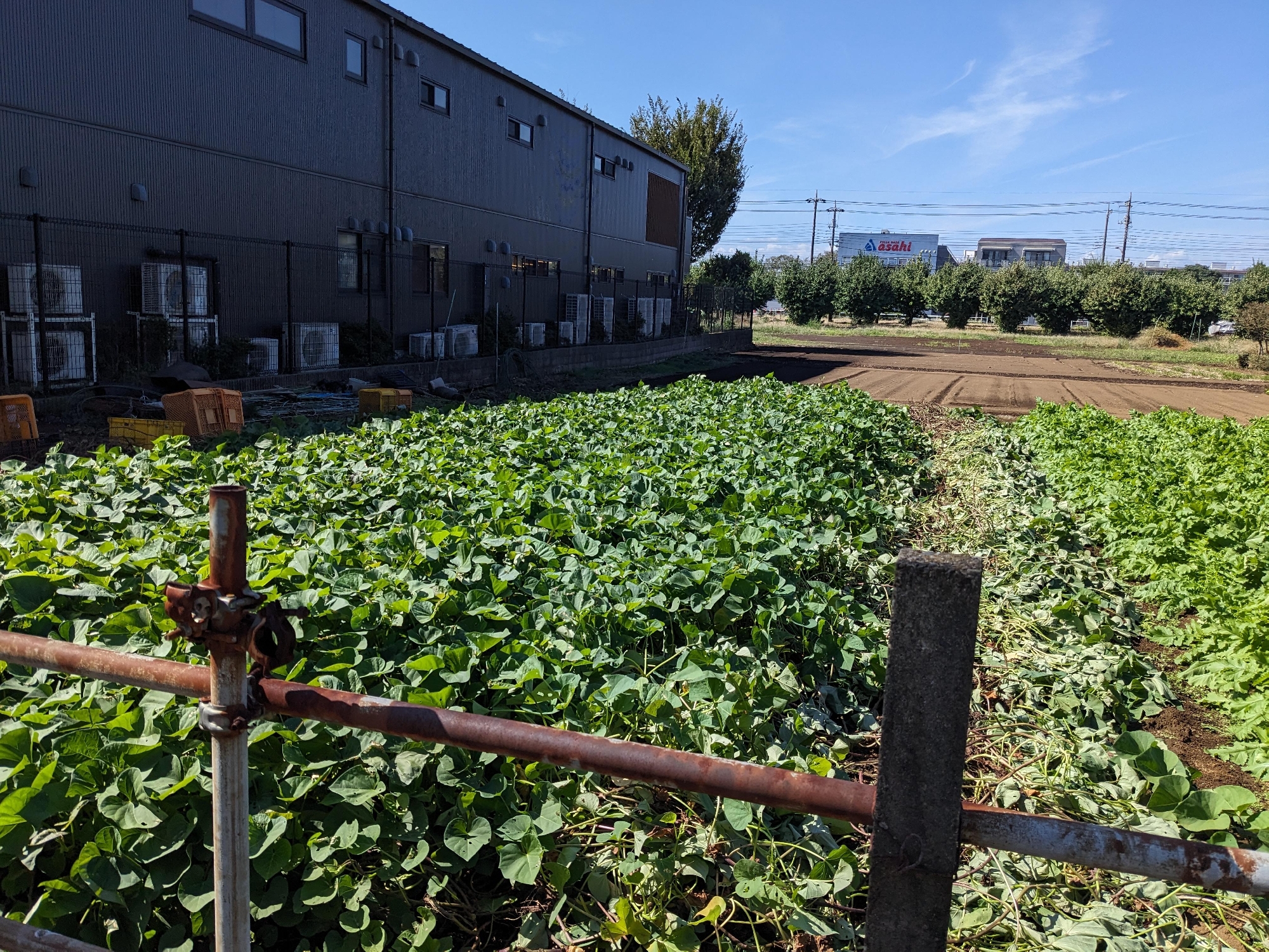 年長サツマイモ掘り