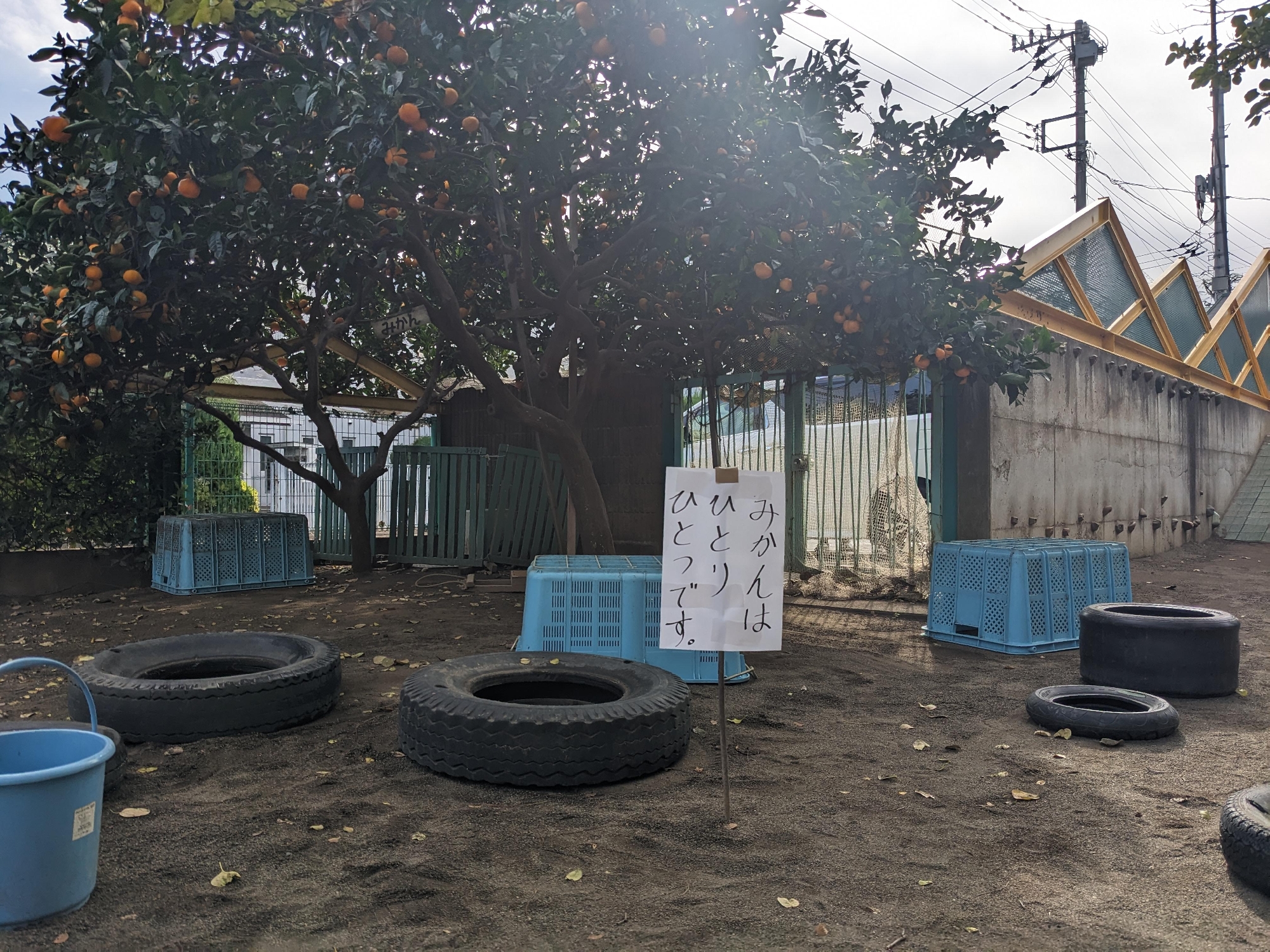 食育（みかん）